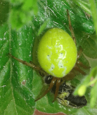 Araneidae : Araniella sp.?  Araniella cfr. incospicua